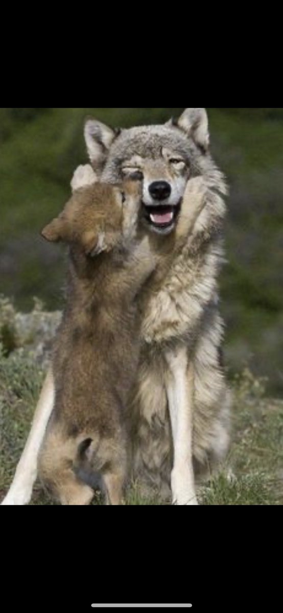 Leloupdlastreet tweet media