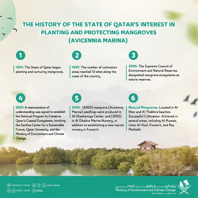 GulfTimes_QATAR's tweet photo. ๐ณ| The #mangrovetree is one of the most important plants in the #Qatari_environment, so the #State_of_Qatar has been keen to give them special importance in their care and #preservation. @moecc_qatar
#moecc_qatar https://t.co/7VEohJrYTe