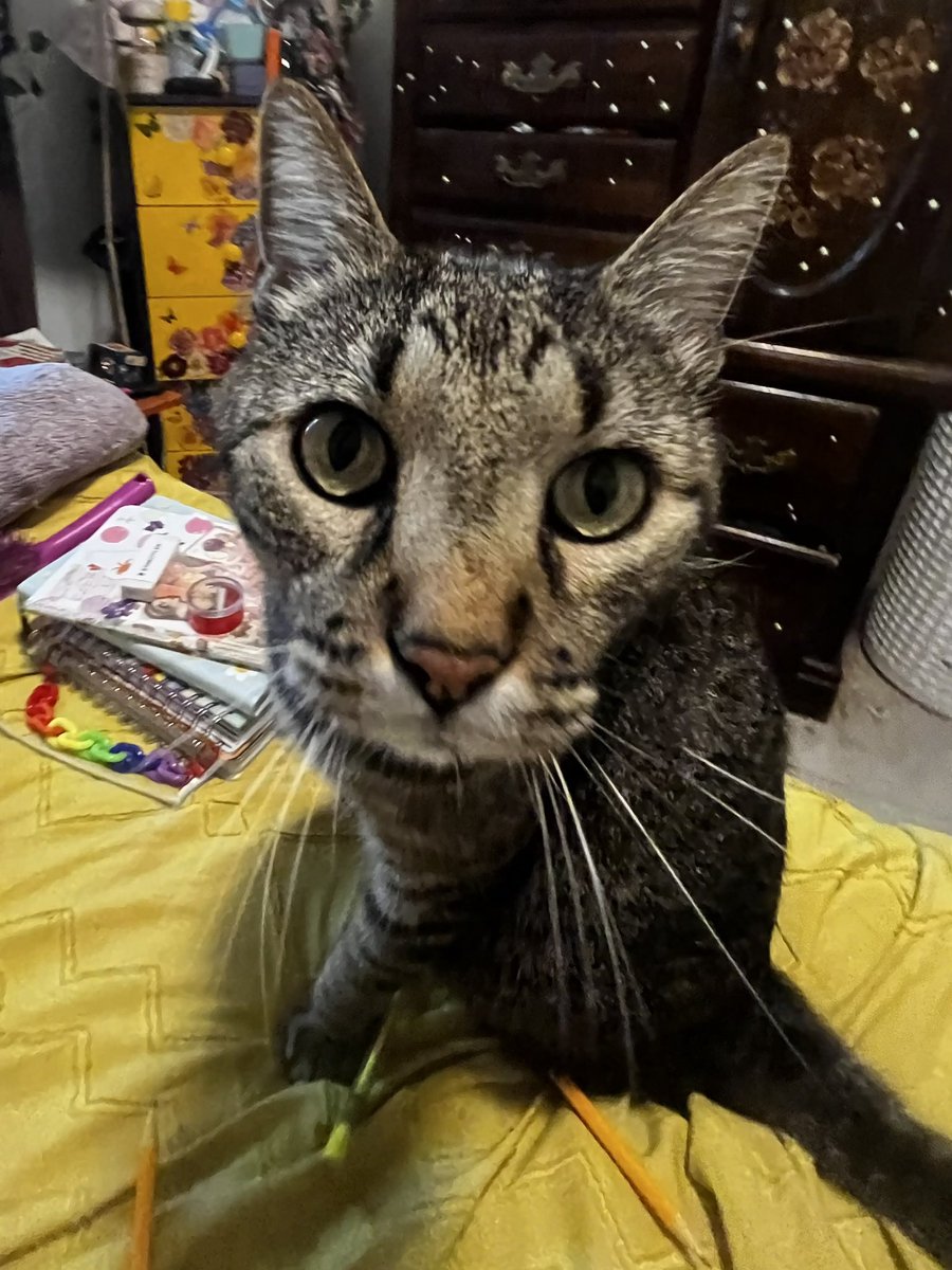 SunflowerH0ney's tweet photo. @CATBRAINCELL I’ll give you two https://t.co/ETpEIHkbFV
