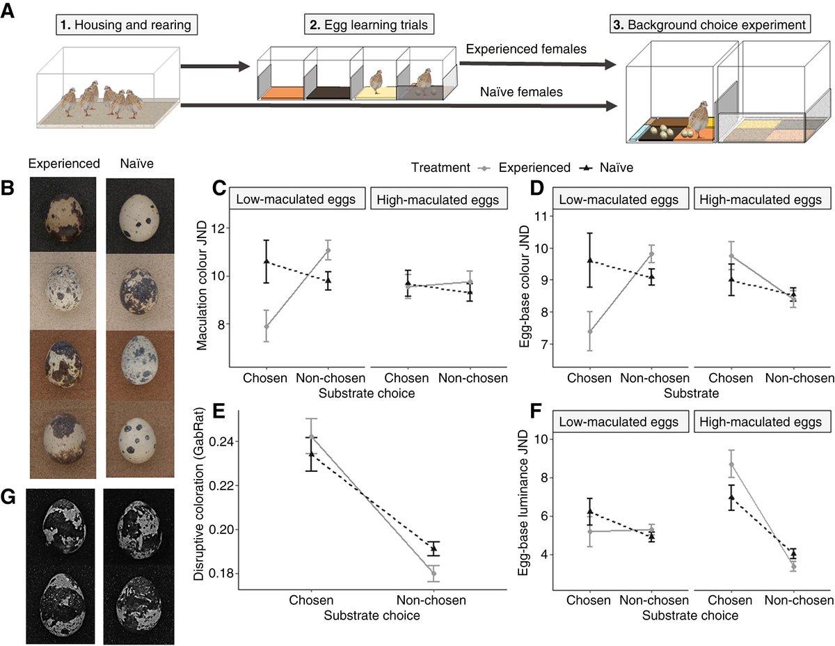 Nafee Alothyqi tweet media
