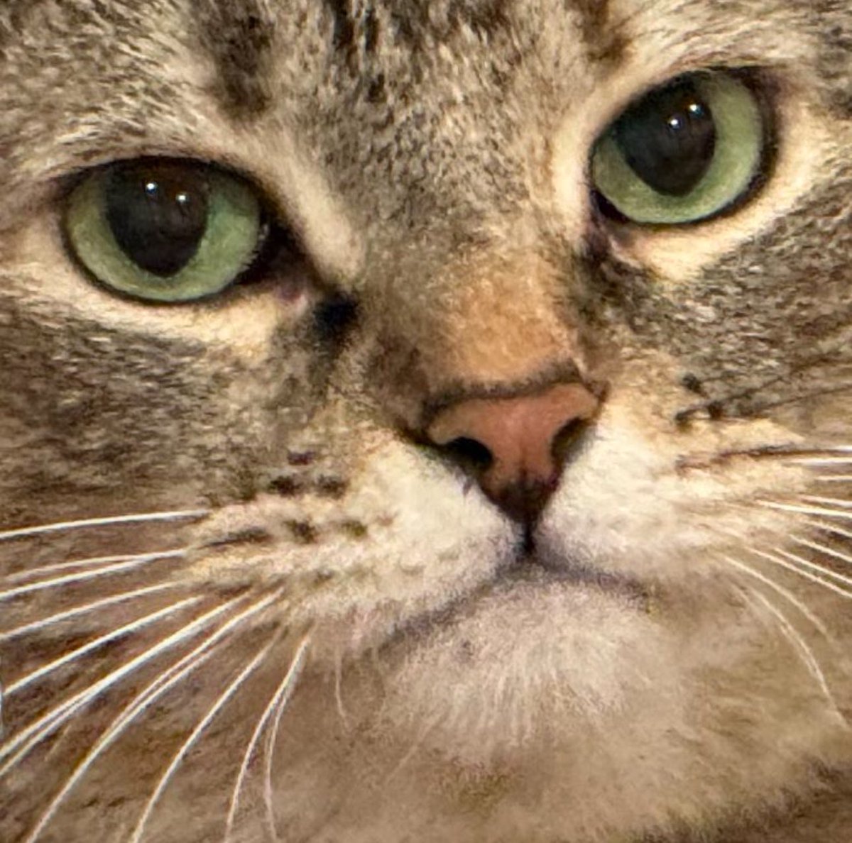 Dawn M. Bennett 🔜 Mulligans TCG Show tweet media