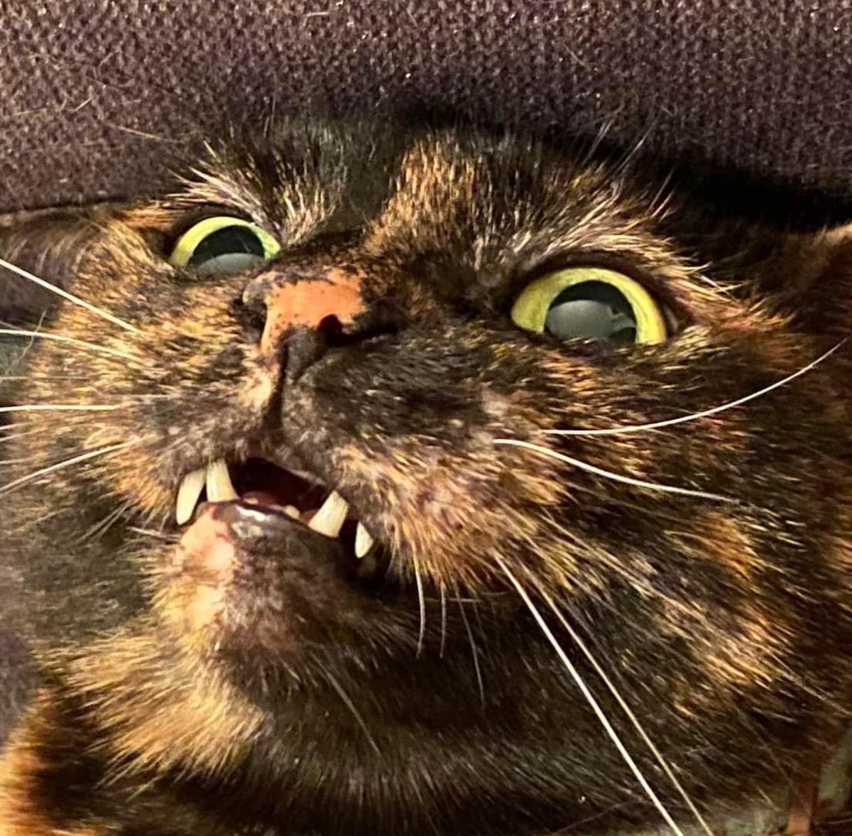 Dawn M. Bennett 🔜 Mulligans TCG Show tweet media