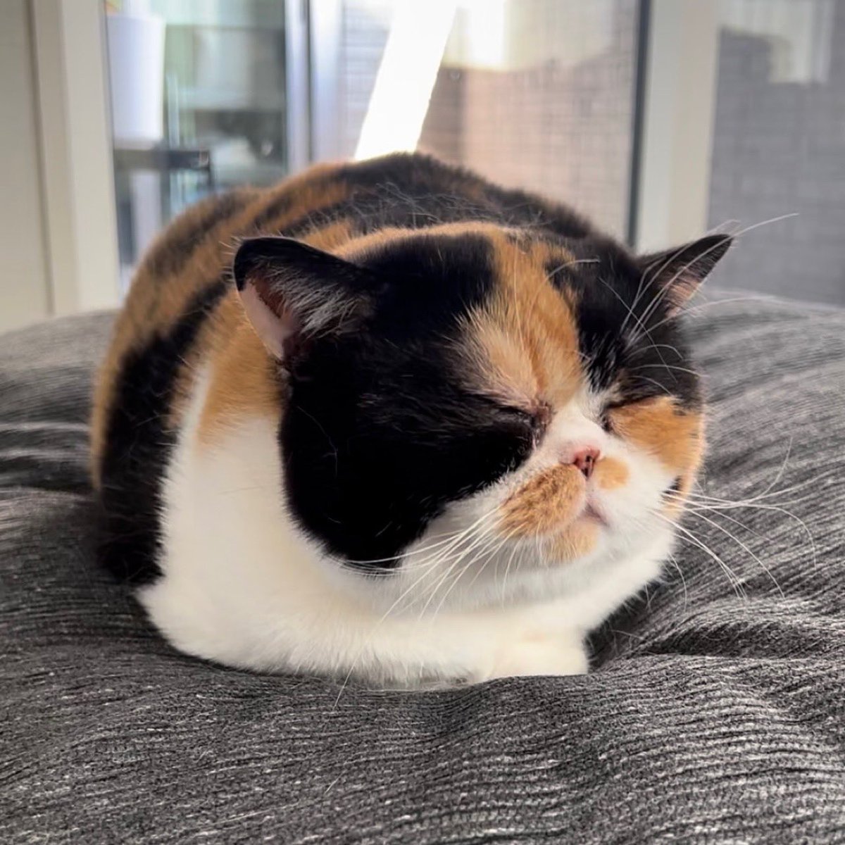 oage_cat's tweet photo. 我が家の癒し担当 https://t.co/6J7ZjvqDKB