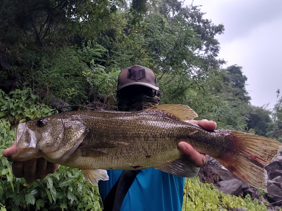 FMC_UMA's tweet photo. 室生ダムにて☔⚡
ゲリラ豪雨後のタイミングで一発‼️
流れに乗せてほっとくだけ😂

#FISHINGMONSTERCREW
#ドランクレイジー
#オーム
#室生ダム https://t.co/NybRSNhD3Y