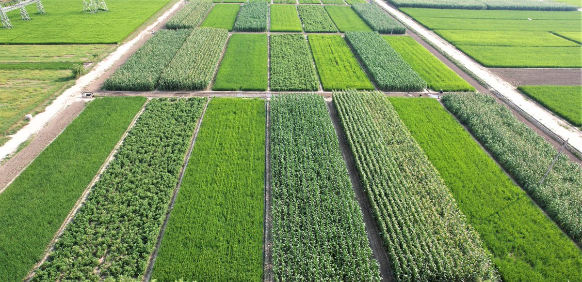ICRISAT (@icrisat) on Twitter photo The recent study by <a href="/icarindia/">Indian Council of Agricultural Research.</a> in collaboration with #ICRISAT and <a href="/CIMMYT/">CIMMYT</a> highlights the need for crop diversification to improve productivity and soil health in India.
"Most of our research trials have provided substantial evidence in favor of Conservation Agriculture-based The recent study by <a href="/icarindia/">Indian Council of Agricultural Research.</a> in collaboration with #ICRISAT and <a href="/CIMMYT/">CIMMYT</a> highlights the need for crop diversification to improve productivity and soil health in India.
"Most of our research trials have provided substantial evidence in favor of Conservation Agriculture-based