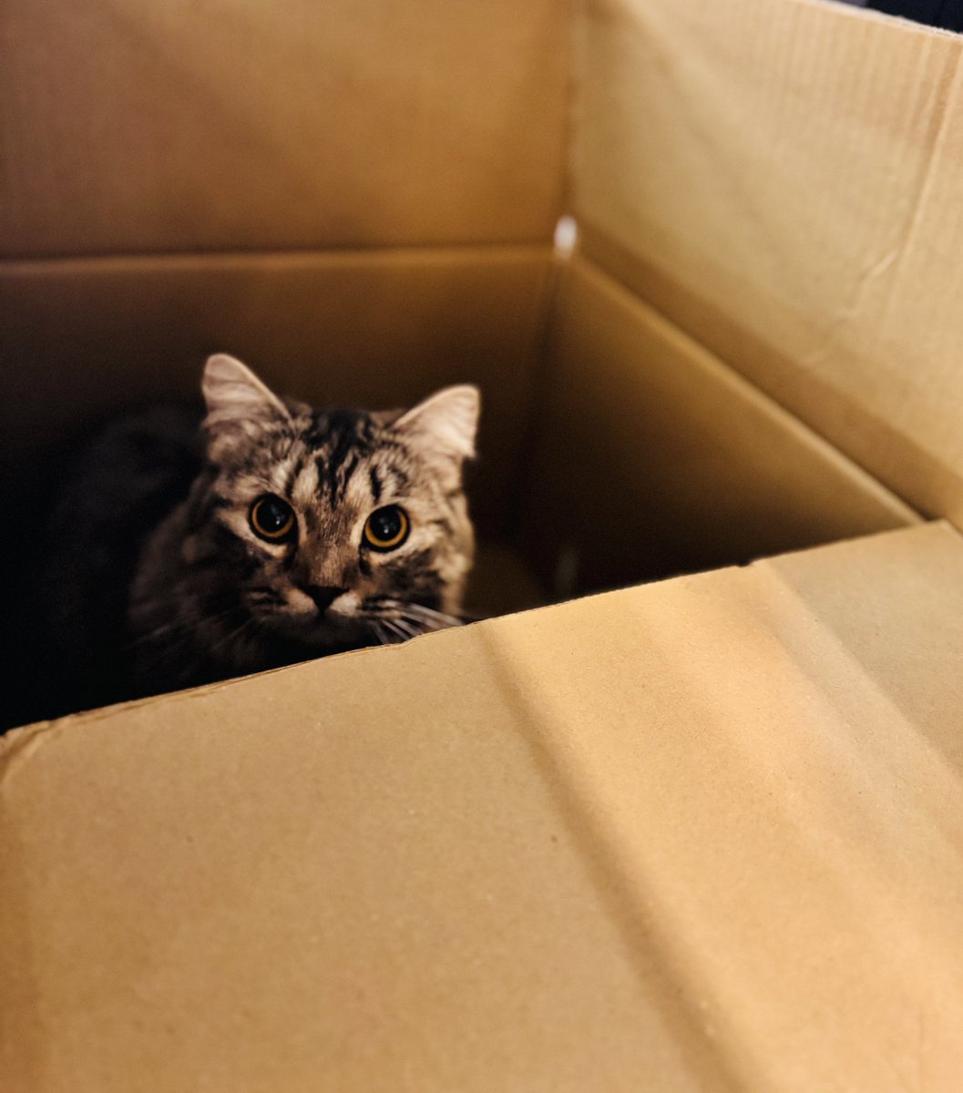 果然紙箱還是貓咪永遠的歸宿📦