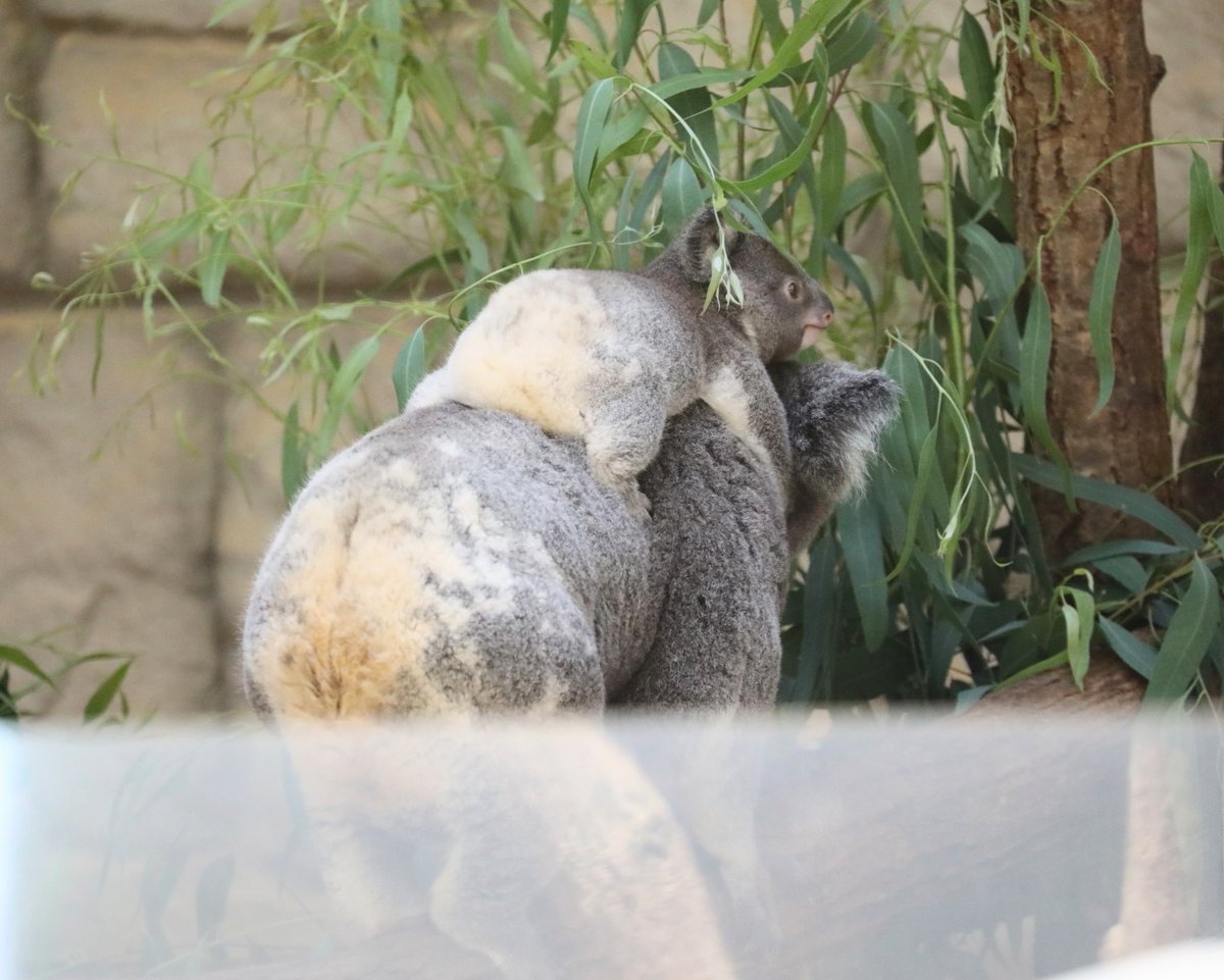 コアラの親子の白いお尻がとても可愛い🐨🐨

りんと赤ちゃん🐨🐨
#東山動植物園　#コアラ