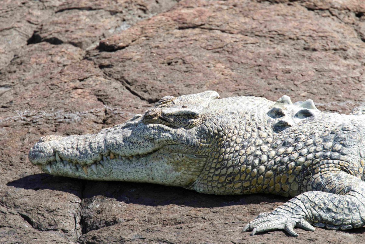 I had very good views of Saltwater Crocodiles today on the Hunter River, Kimberley, Australia. We saw several small ones &amp; two rather large ones. I also had  a good mix of birdlife  from Mangrove Robin, to Azure Kingfisher, White-bellied Sea-eagle and several Common Sandpipers!