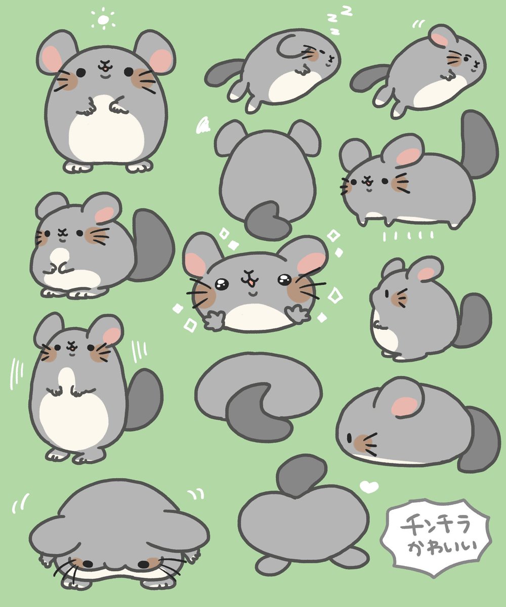 チンチラ何もかもかわいい🐭