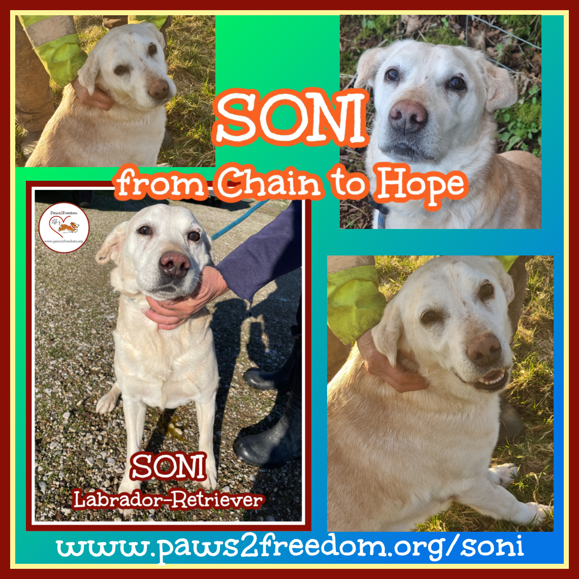 Paws2Freedom's tweet image. Hi, my name is Soni. I'm looking for my forever foster home. I don't know what that means but I know it includes being loved and that's perfect for me. Will you take me home? xx #dogrescue #dogfoster #Cornwall #Devon paws2freedom.org/adopt-soni/