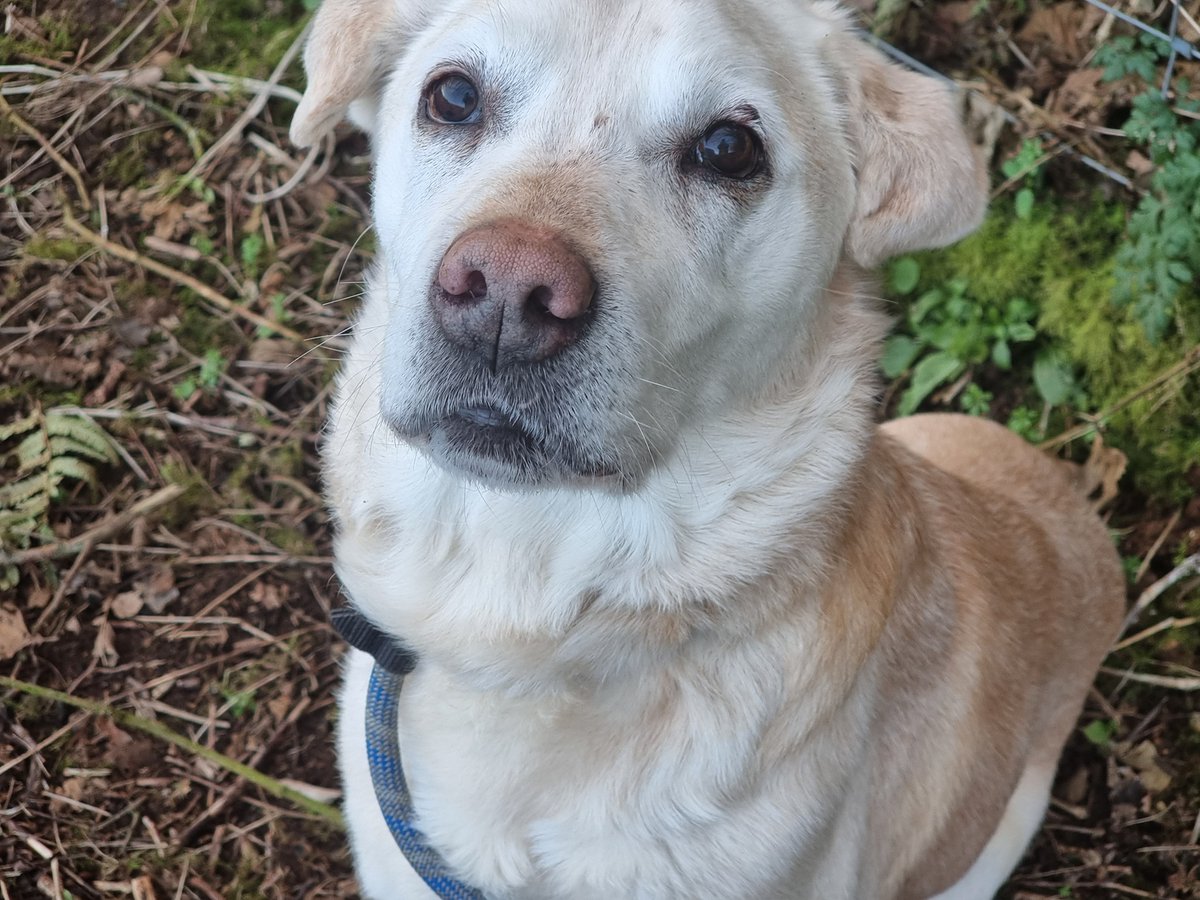 Paws2Freedom's tweet image. Hi, my name is Soni. I'm looking for my forever foster home. I don't know what that means but I know it includes being loved and that's perfect for me. Will you take me home? xx #dogrescue #dogfoster #Cornwall #Devon paws2freedom.org/adopt-soni/