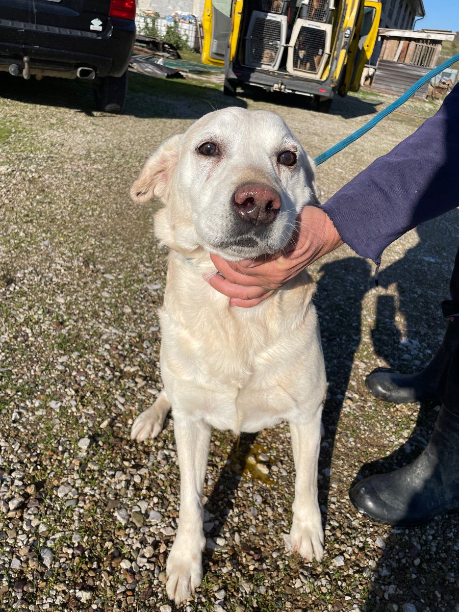 Paws2Freedom's tweet image. Hi, my name is Soni. I'm looking for my forever foster home. I don't know what that means but I know it includes being loved and that's perfect for me. Will you take me home? xx #dogrescue #dogfoster #Cornwall #Devon paws2freedom.org/adopt-soni/