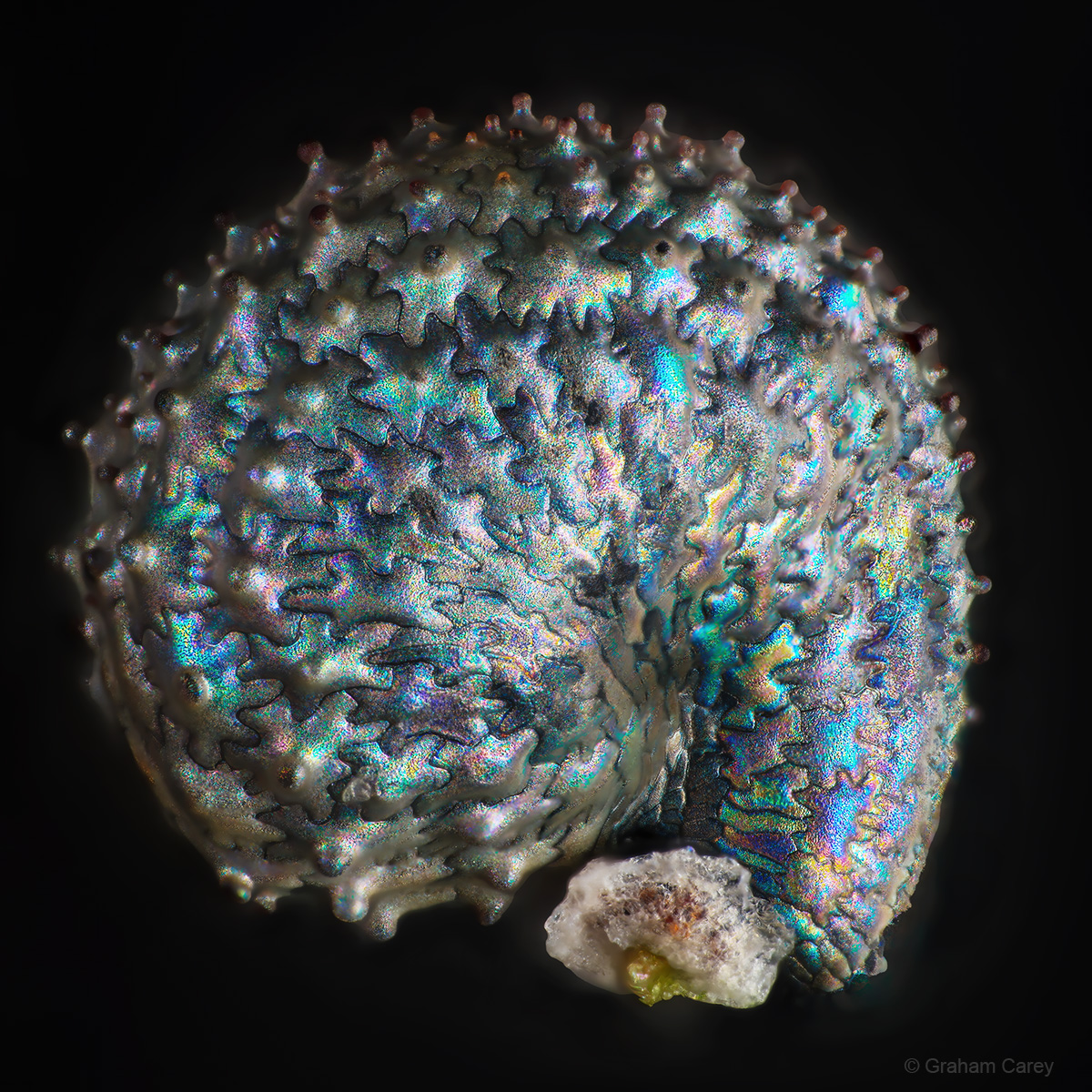 GrahamsPics's tweet image. Seed from Purslane (Portulaca oleracea) picked this morning from our Chertsey garden. It measures about 1mm in diameter.