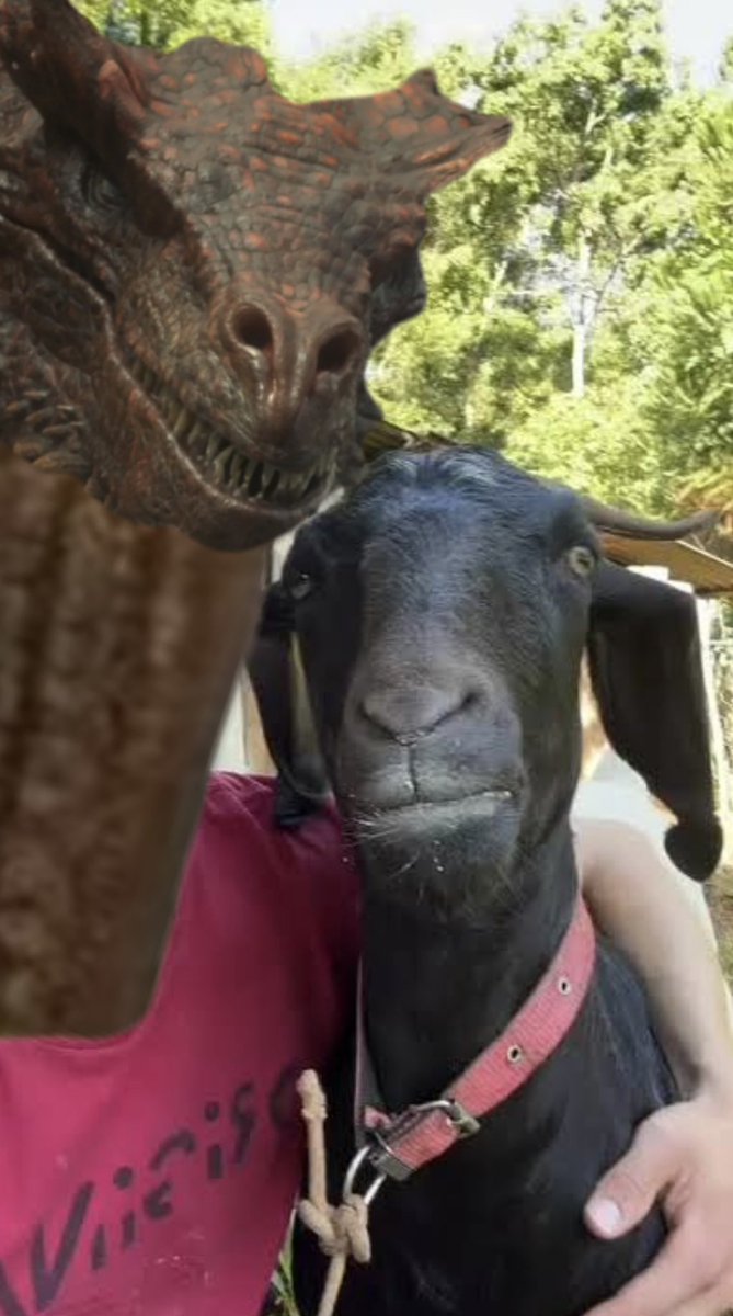 For those asking about the harrenhal goat, this is Paul. He’s cool, bit stinky