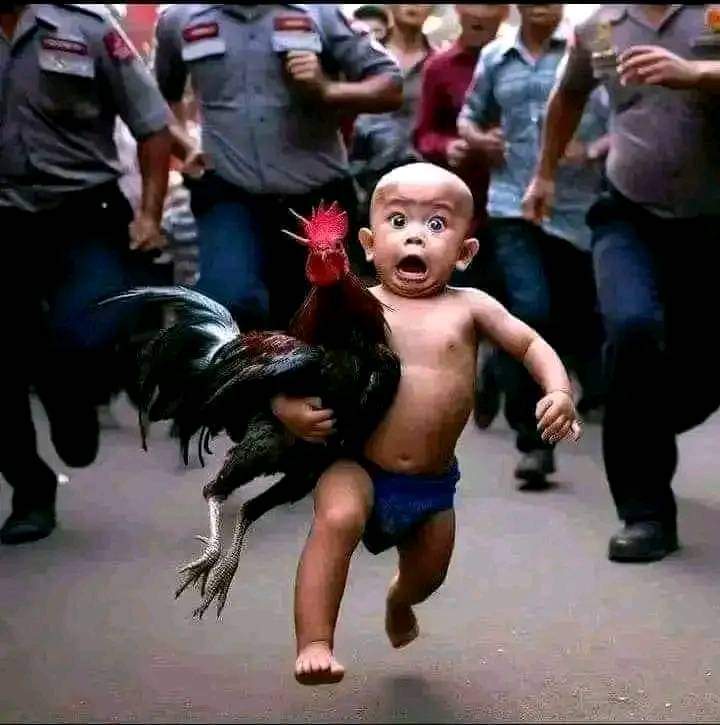ڈیئر فرینڈز..🧐🧐
ہمسائیوں کا ککڑ 🐔 گھر آیا ہے😑 
تُسی دَسو کی کرو...😣😒