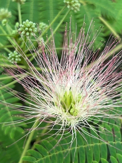Cam Botanic Garden tweet media