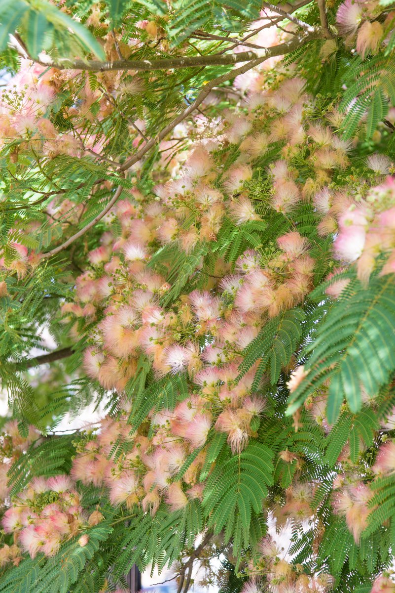 Cam Botanic Garden tweet media