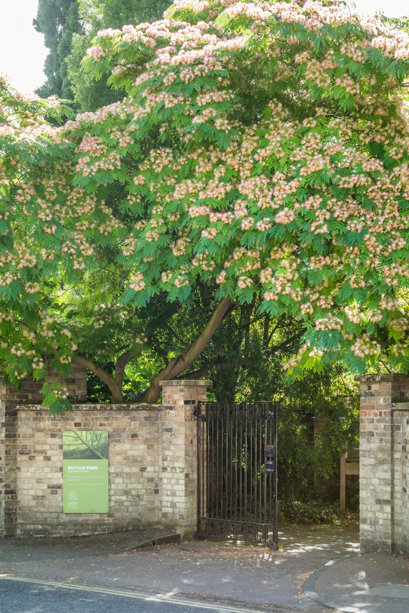 Cam Botanic Garden tweet media