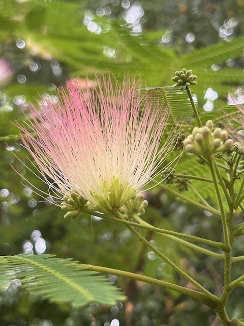 Cam Botanic Garden tweet media