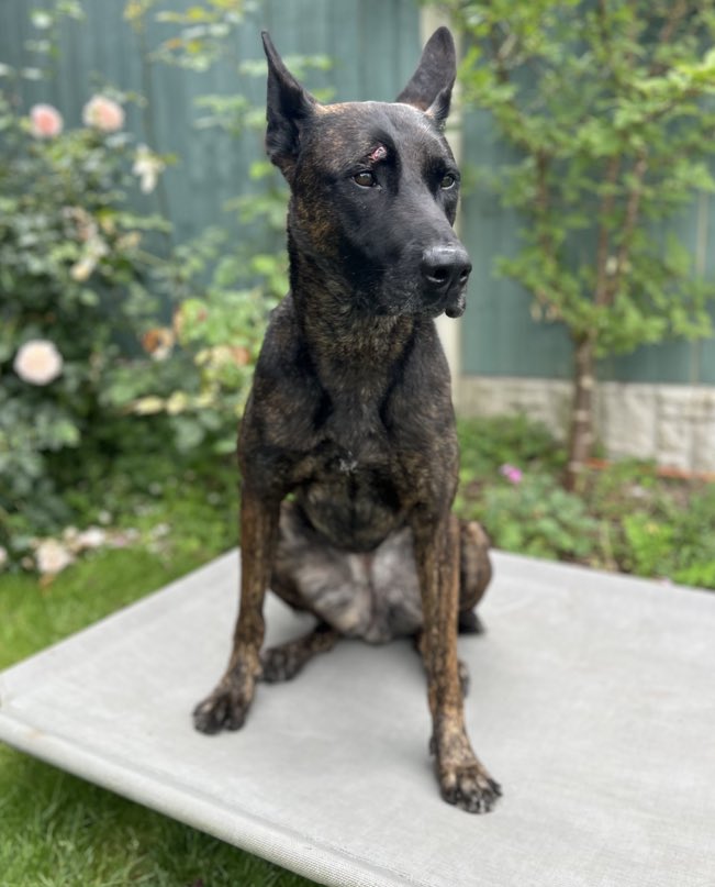 .<a href="/StaffsPolice/">Staffordshire Police</a> needs your help! They're seeking to identify those responsible for throwing a brick at and injuring PD Vixen and six police officers at the recent violent disorder. Further details can be found here: orlo.uk/ncGJI 💙🇬🇧🐶