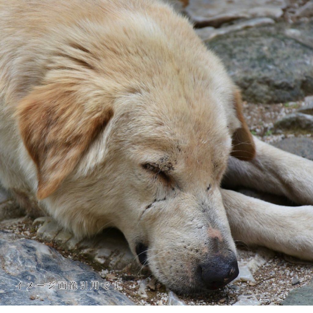 ＃生きる権利

僕達だって子犬で可愛い頃も
あったんだよ

お母さんと生きて来たんだけど
いつの間にか大人になって
独りぼっちになって

それでも頑張って生きて来たんだよ

どうか嫌わないで

怖がらないで

どうか捕まえないで

そして

生きる事まで奪わないで

そっと生きて行くから
お願いだよ