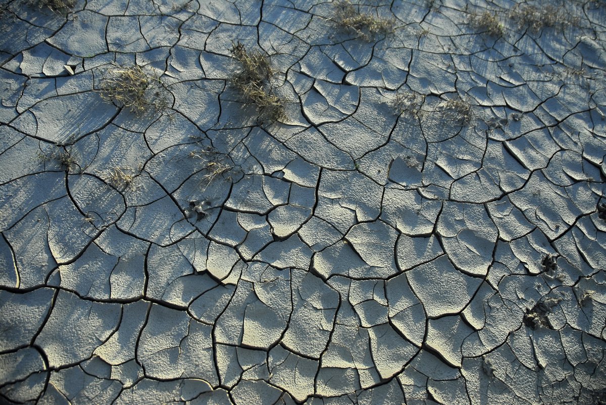 Hace falta valor🌞🥵, pero en "La mirada del naturalista"🔎de Aragón Radio no nos queríamos olvidar de visitar los grandes valores del desierto de Los Monegros 🏜️🪲🦋🌻🌼🐾
Un paisaje único, ocre y seco... pero muy vivo.
Y es que en Europa el verde aburre.
cartv.es/aragonradio/po…