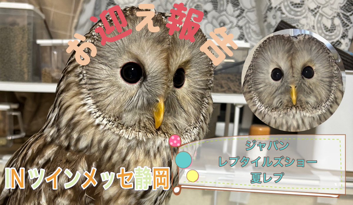 renimal_kingdom's tweet photo. ふわふわのフクロウと家族になりました🦉 https://t.co/68EqssGLUW @YouTubeより

報告動画です🎥🦉 https://t.co/QEgySozKW8
