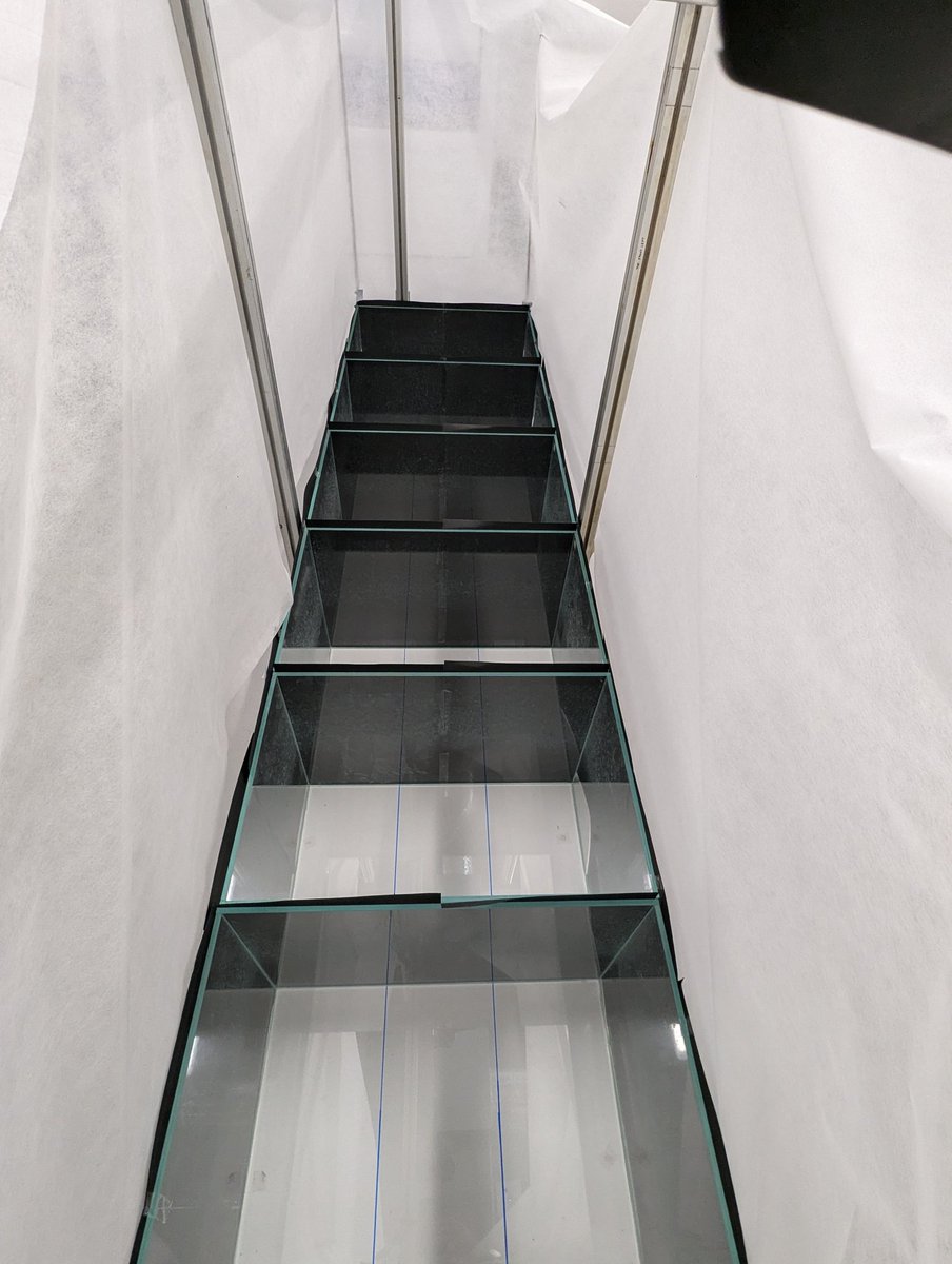 Life under enrichment (or not) continues... Time to see what the fish make of the 🐷 (novel object) #fishsci #fishwelfare