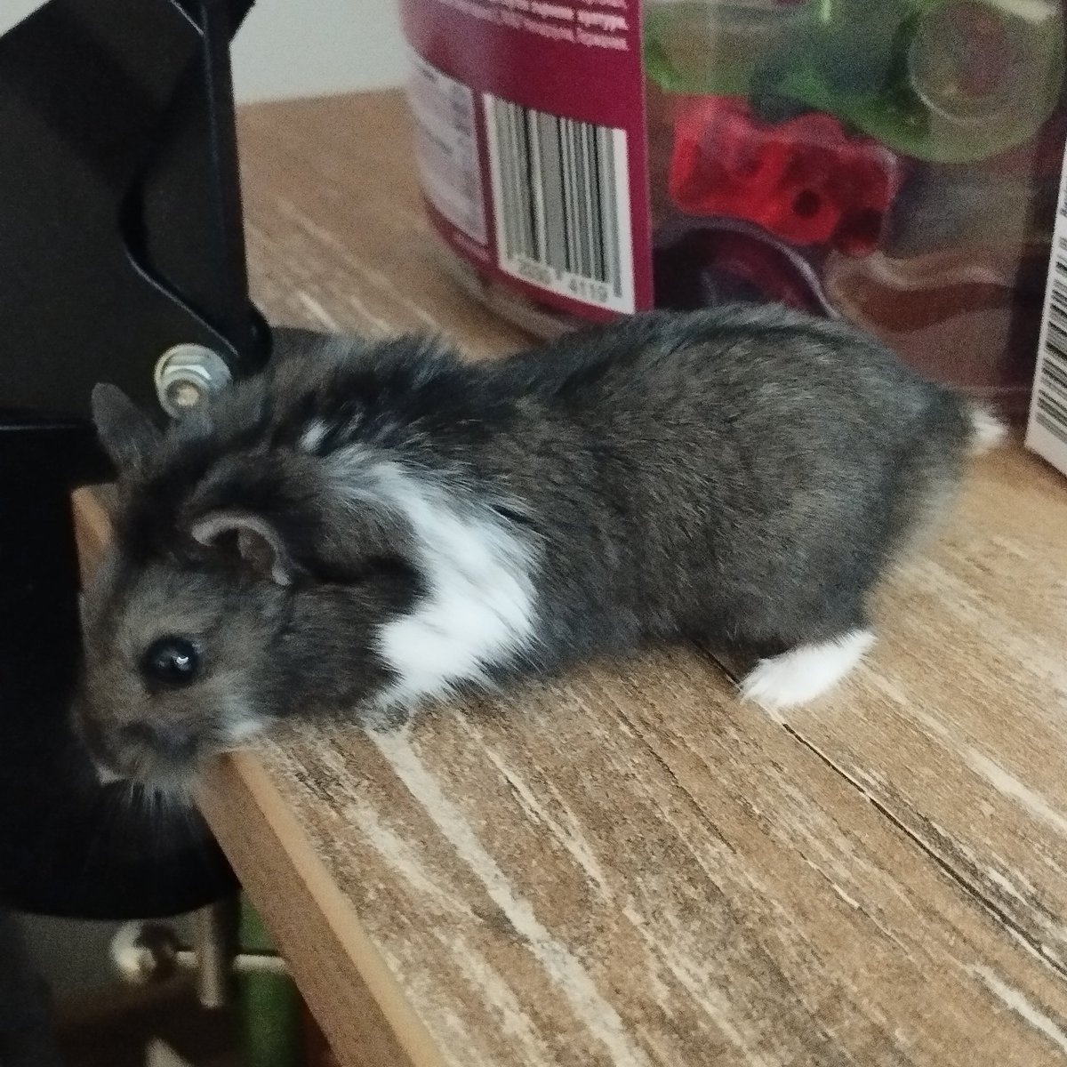 TQutsider's tweet photo. I'm sick of this life, I'll jump if u don't give me more food https://t.co/4bRoNJcoPk