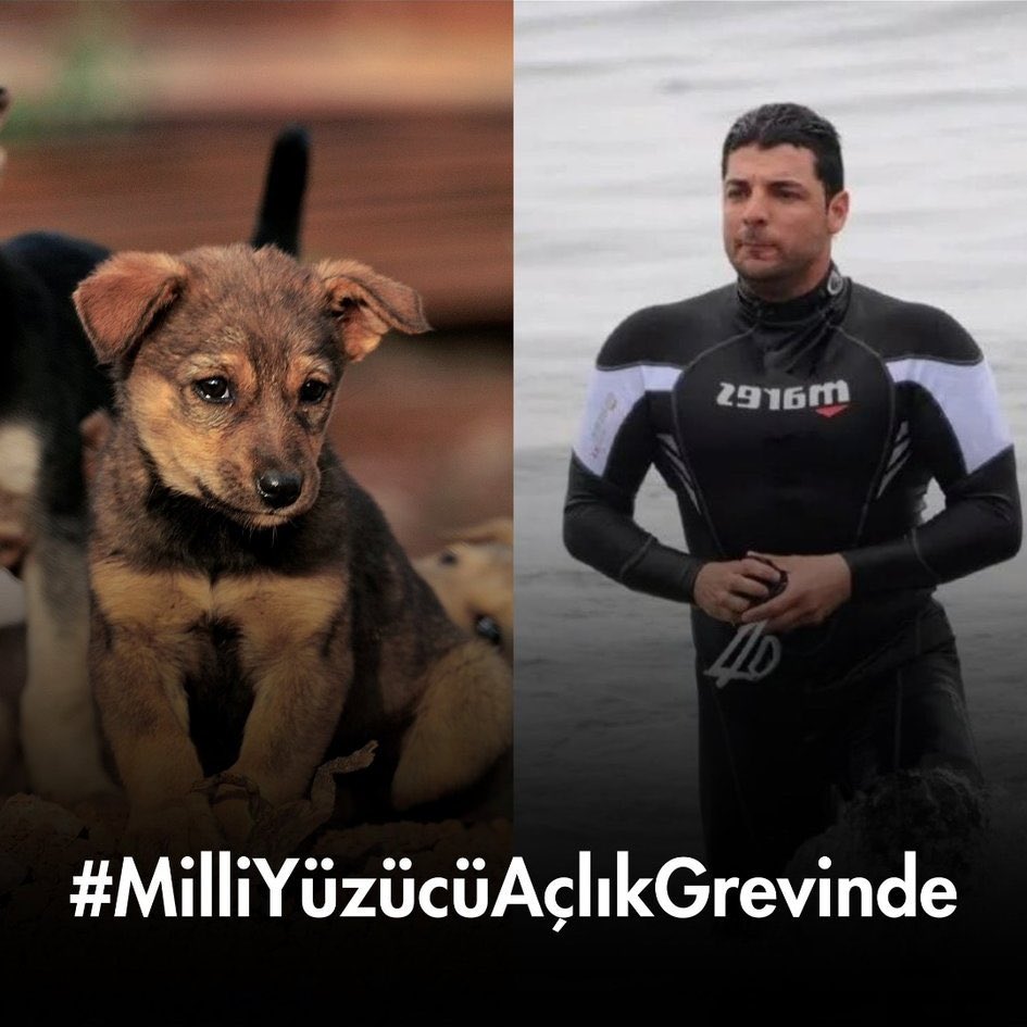 dominic dyer (@domdyer70) on Twitter photo Huge respect to
#MilliYüzücüAçlıkGrevinde,
(Turkish Athlete is on #HungerStrike) to encourage coexistence/#spayneuter, instead of #DogMassacre in #Turkey 🇹🇷, currently carried out 💔 <a href="/InsaneHuseyin/">Insane Huseyin</a> <a href="/MeldaKelemcisoy/">Melda Ece Kelemcisoy</a> <a href="/animalsavemvmt/">Animal Save Movement</a> <a href="/RTErdogan/">Recep Tayyip Erdoğan</a> #Turkey Huge respect to
#MilliYüzücüAçlıkGrevinde,
(Turkish Athlete is on #HungerStrike) to encourage coexistence/#spayneuter, instead of #DogMassacre in #Turkey 🇹🇷, currently carried out 💔 <a href="/InsaneHuseyin/">Insane Huseyin</a> <a href="/MeldaKelemcisoy/">Melda Ece Kelemcisoy</a> <a href="/animalsavemvmt/">Animal Save Movement</a> <a href="/RTErdogan/">Recep Tayyip Erdoğan</a> #Turkey
