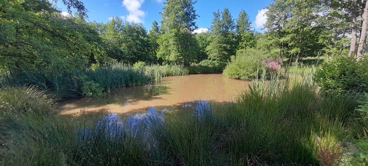 We are proud to celebrate our first anniversary in Hampshire!

The DL Scheme allows planning authorities to offer an  alternative great crested newt licensing route to all developers.....find out more -&gt; shorturl.at/wDLnN #greatcrestednewt #Ecology #Planning #Newts