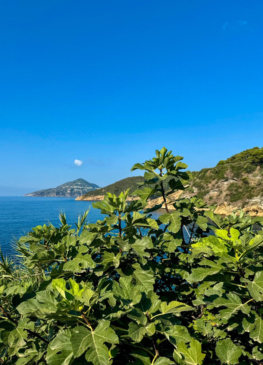 Ischia, Vivara e Procida.