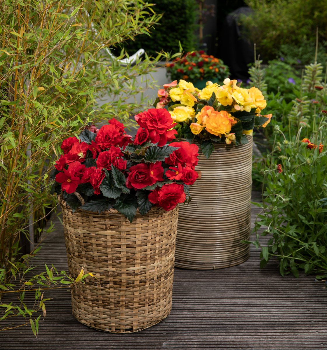 Syngenta Flowers tweet media