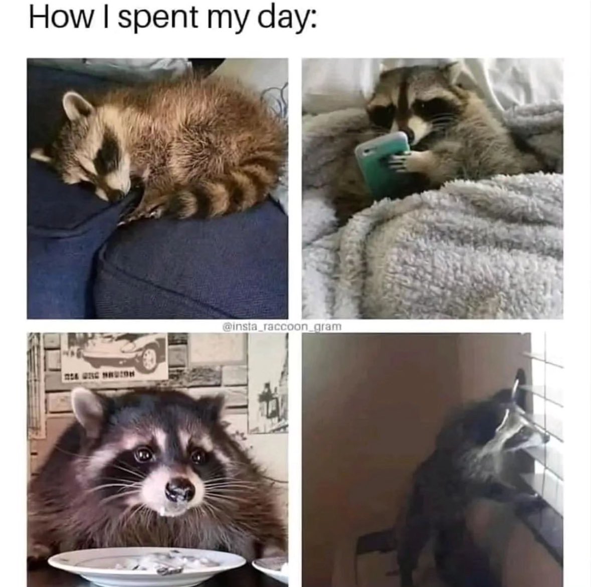raccoonesthetic's tweet photo. https://t.co/2PR2zwHabk