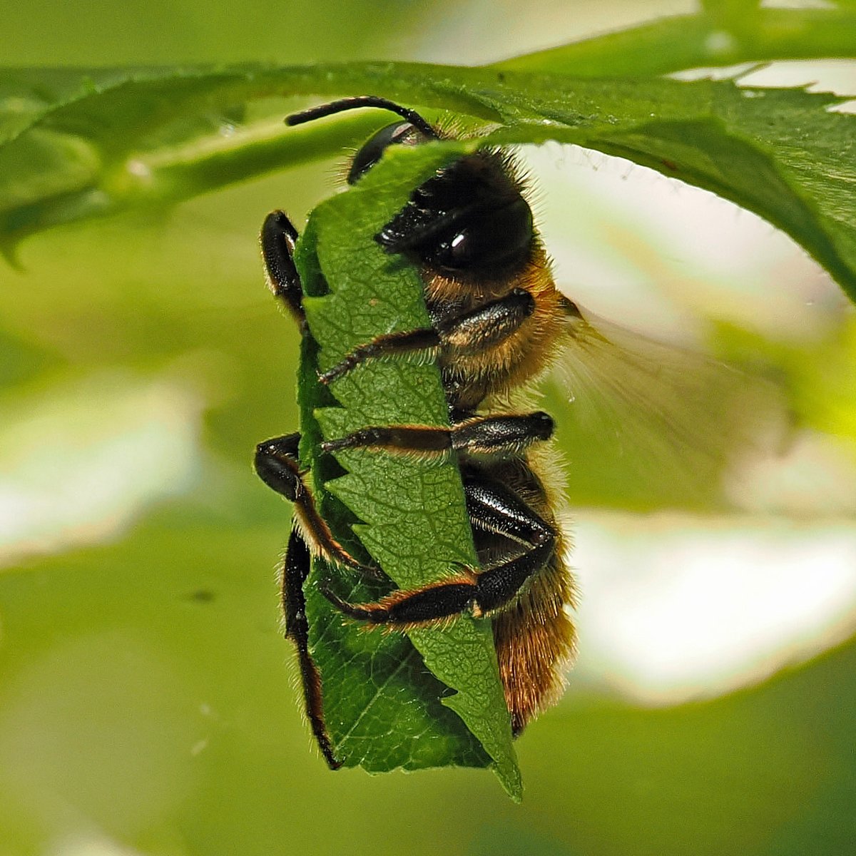 Terry&JudyWood (@jwood_t) on Twitter photo Patchwork Leafcutter bee (Megachile centuncularis) about to take the final cut of a rose leaf before flying off to its nest to continue the creation of the larval cell. Amazes us how they can create such an amazing structure with just their mouths and feet. <a href="/B_Strawbridge/">Brigit Strawbridge</a> Patchwork Leafcutter bee (Megachile centuncularis) about to take the final cut of a rose leaf before flying off to its nest to continue the creation of the larval cell. Amazes us how they can create such an amazing structure with just their mouths and feet. <a href="/B_Strawbridge/">Brigit Strawbridge</a>
