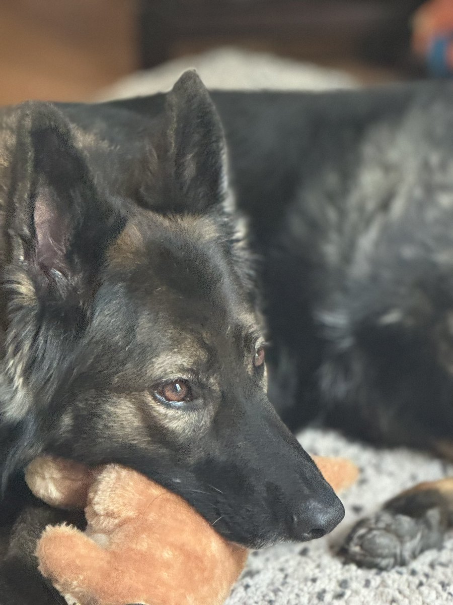 RPD Belle tweet media