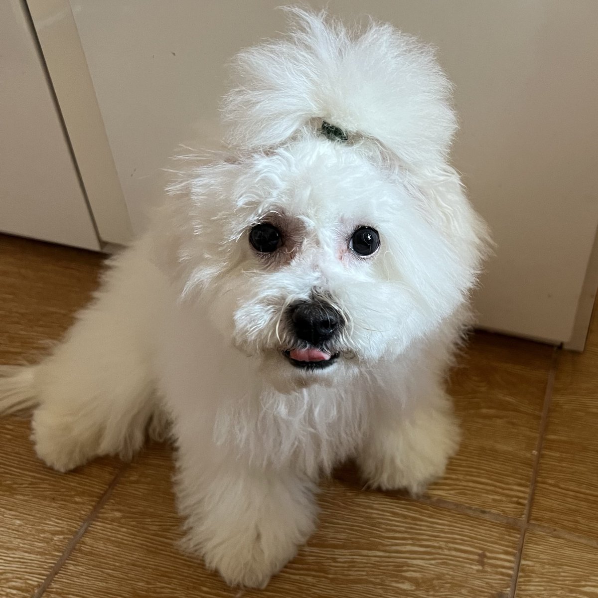 pawsomesclub's tweet photo. centil banget dikuncir 🤏🏻 https://t.co/aPcsHlkOE8