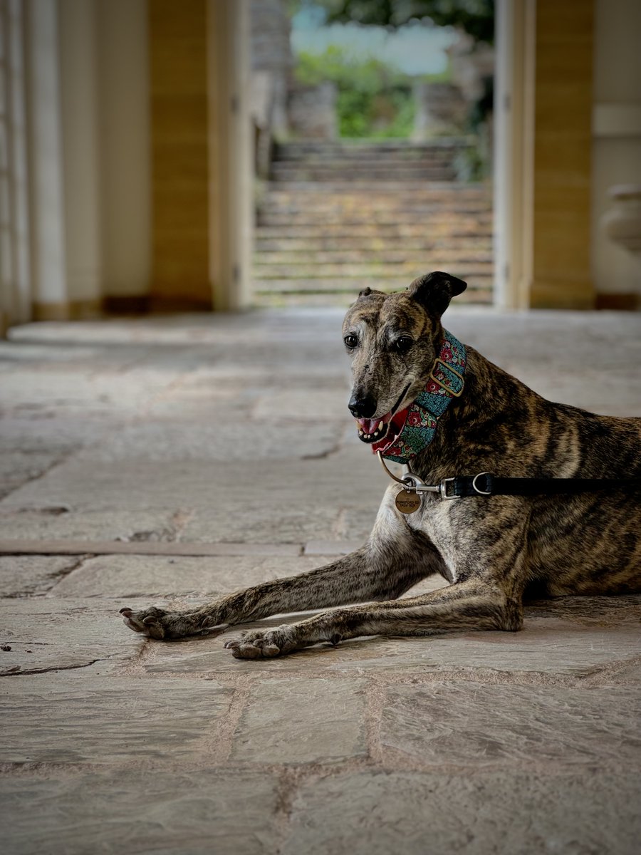 Daisy taking time out in the orangery... #Greyhound #DogsOfTwitter