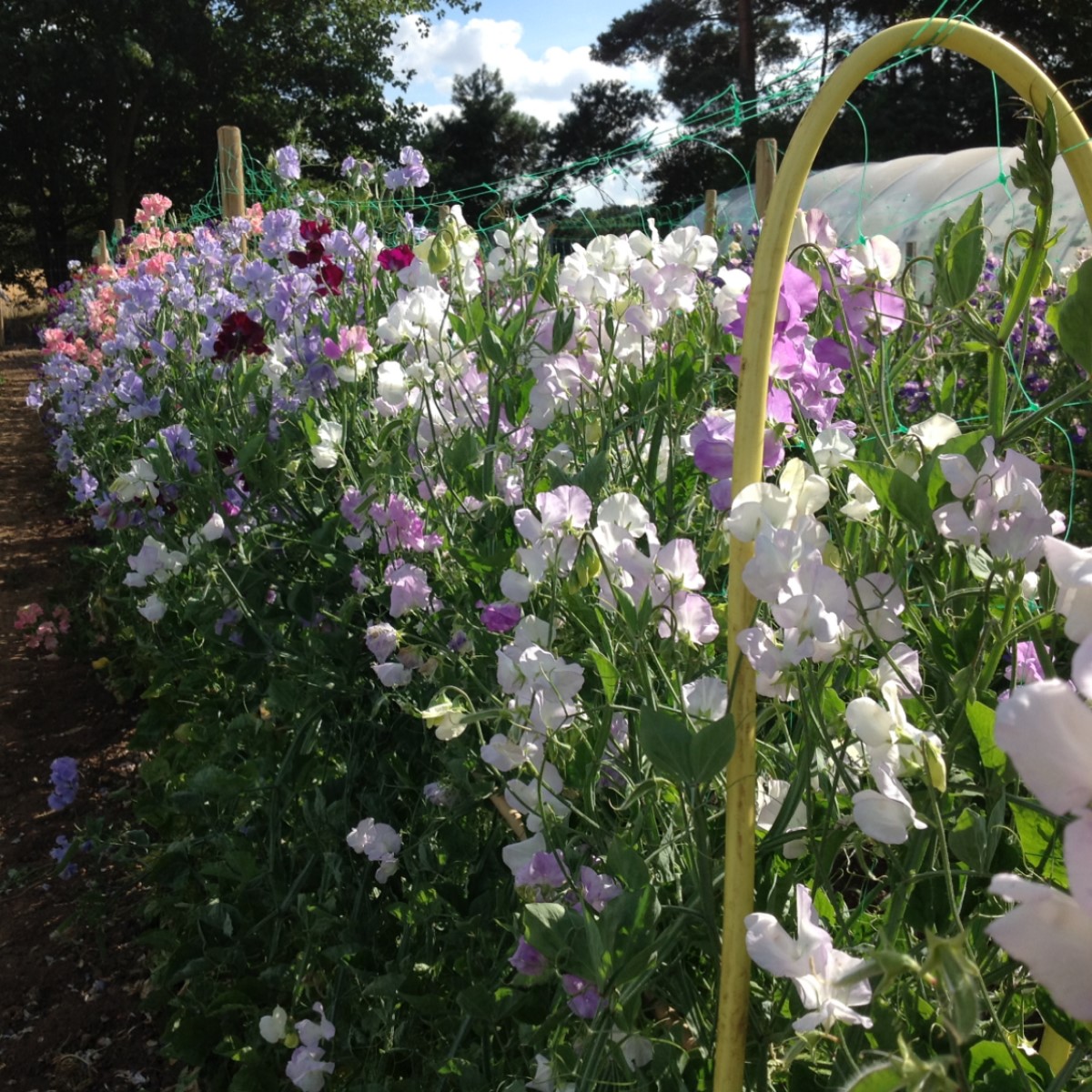 mrfothergill's tweet photo. Want to #win a bonanza of sweet pea seeds? 💐
To #enternow, simply tell us why you love growing sweet peas (or better yet, show us) and we’ll pick 6 winners across Facebook, Twitter and Instagram in three weeks’ time!
https://t.co/84pgks8iQb #giveaway #winit #comptime https://t.co/igp528YhhV