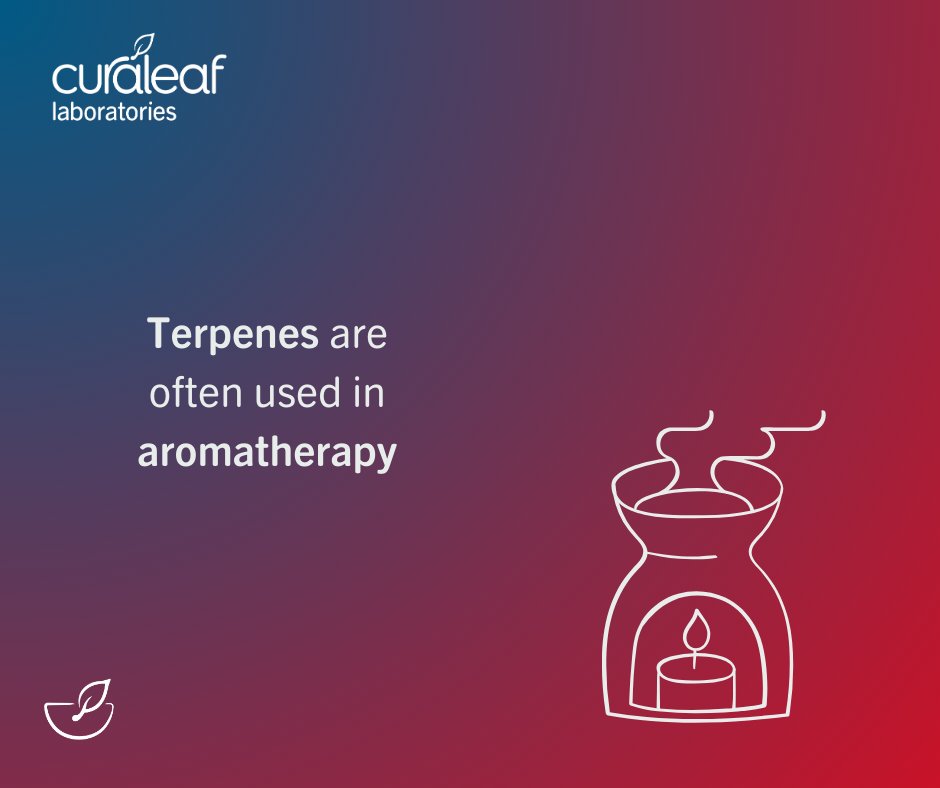 Curaleaf_Labs's tweet photo. Terpenes are one of the most discussed topics around medical cannabis today - but they can be a bit dauting if you're new to the medical cannabis world. So what actually are terpenes? https://t.co/JcGVKnVKhH