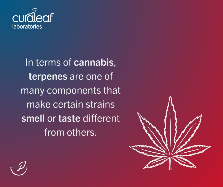 Curaleaf_Labs's tweet photo. Terpenes are one of the most discussed topics around medical cannabis today - but they can be a bit dauting if you're new to the medical cannabis world. So what actually are terpenes? https://t.co/JcGVKnVKhH