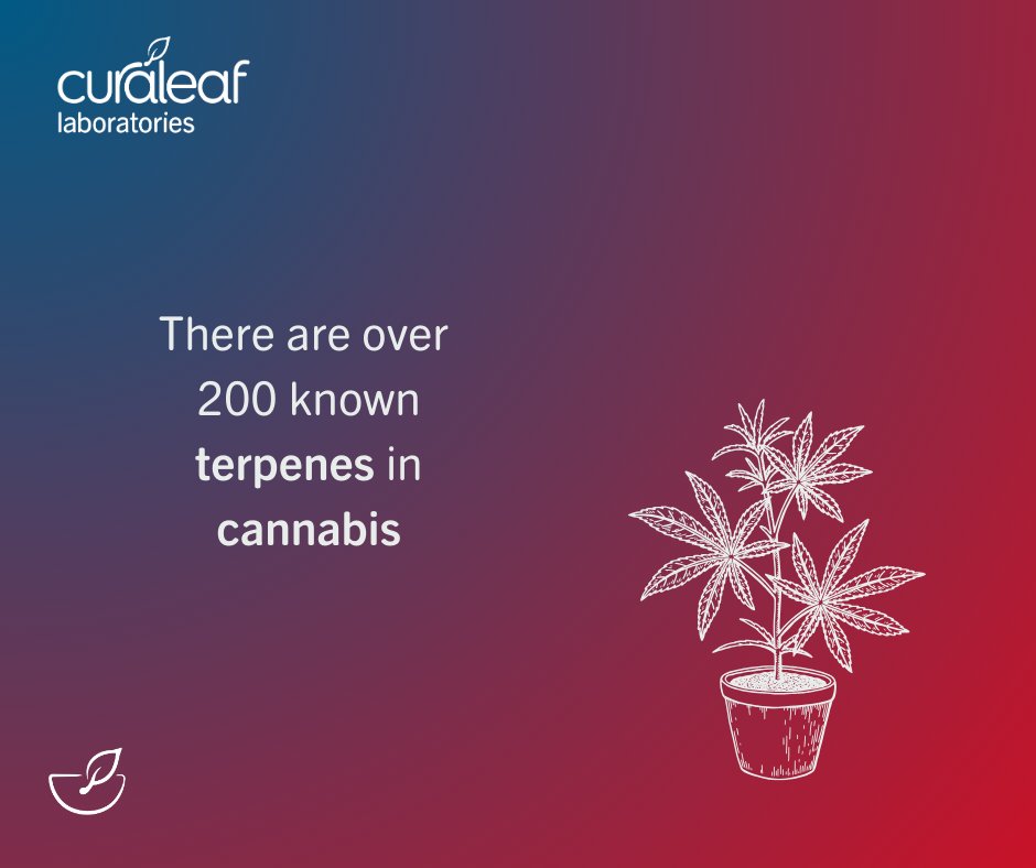 Terpenes are one of the most discussed topics around medical cannabis today - but they can be a bit dauting if you're new to the medical cannabis world. So what actually are terpenes?