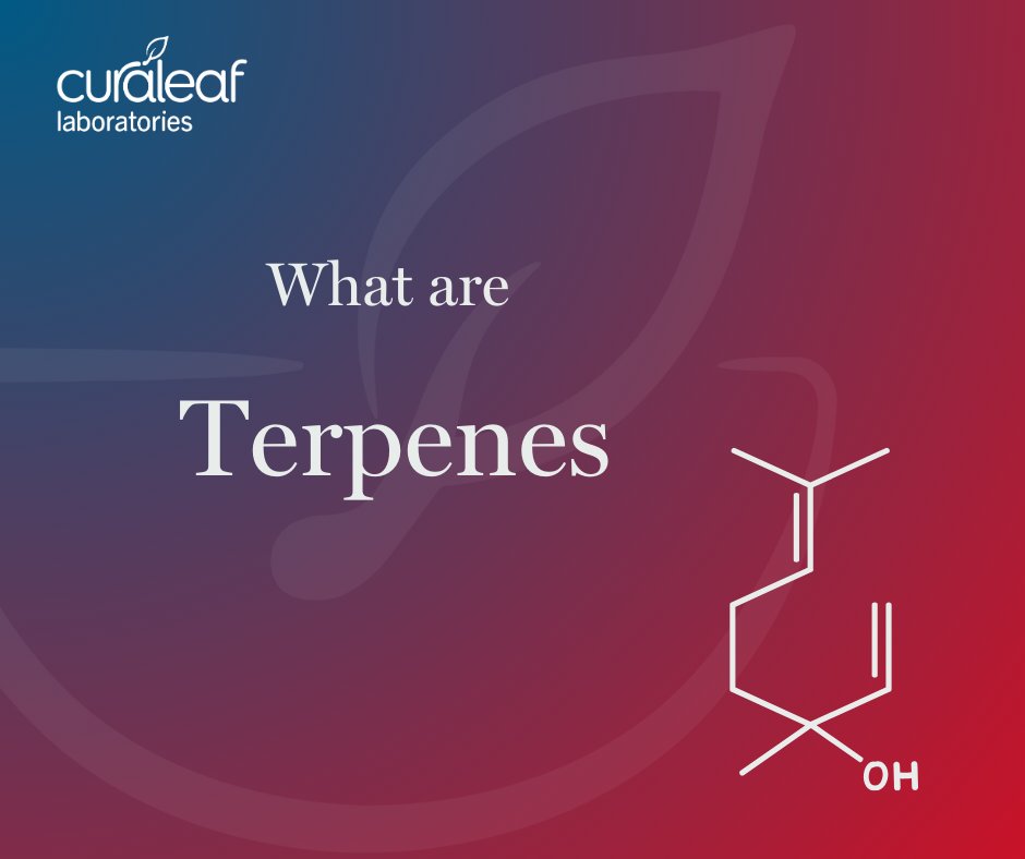 Curaleaf_Labs's tweet photo. Terpenes are one of the most discussed topics around medical cannabis today - but they can be a bit dauting if you're new to the medical cannabis world. So what actually are terpenes? https://t.co/JcGVKnVKhH
