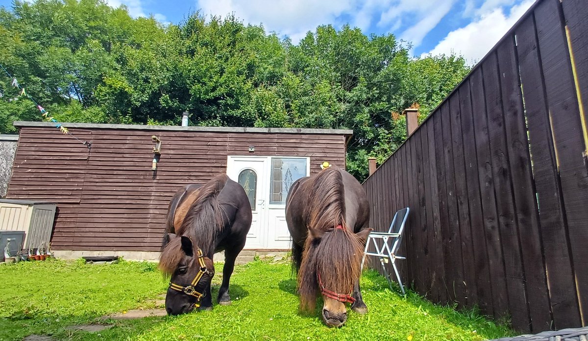 Yes, Marley is a 'working' pony, but if I were to break down his weekly schedule, there would be no doubt the biggest percentage of his time is spent eating!! He gets to graze (and roll about)  in some amazing places... not just his field and our back garden!