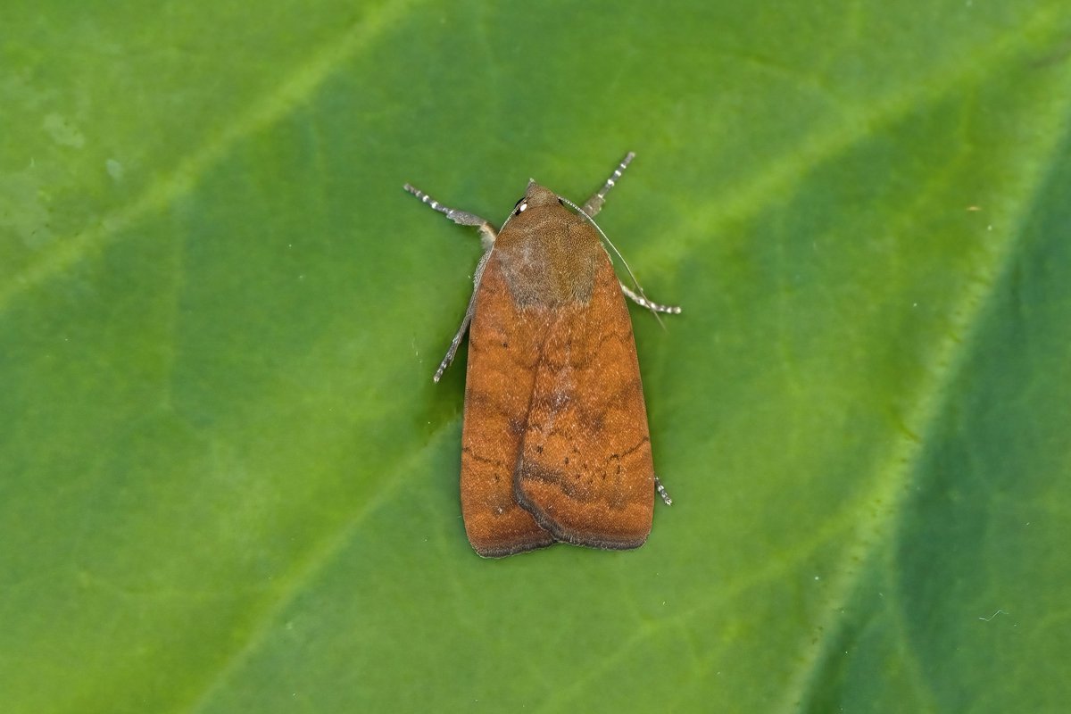 2nd August in Burntisland the temperature dropped away quickly in the night and the resultant total of 468 of 89 species was expectedly disappointing. Nonetheless four useful NFY added so worth lighting up.