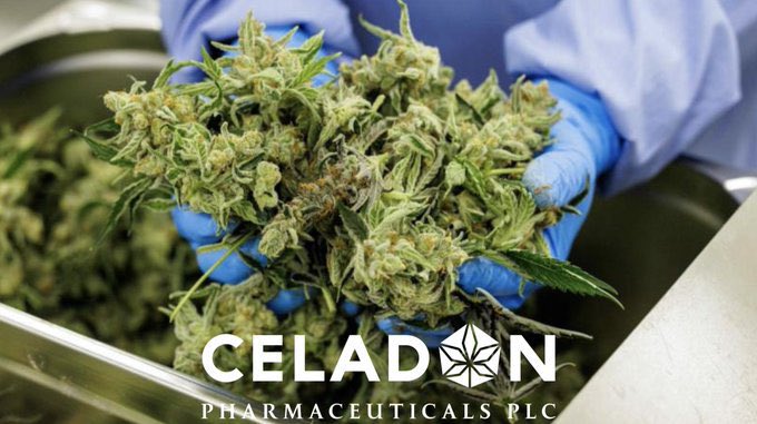 Celadon has a bespoke “track and trace” system throughout the production process, providing complete transparency. Each plant is given a unique QR code, allowing it to be traced from its origins through to the final product.

#CEL #Medical #Cannabis