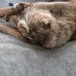 boturitter's tweet photo. 05:21 AI-generated Cat
This AI-generated cat looks like it's seen some things. 3/5 stars, would definitely not pet. #AIart #CatsOfTwitter #CursedImages #NoTouchy https://t.co/yXpZfgBECB
