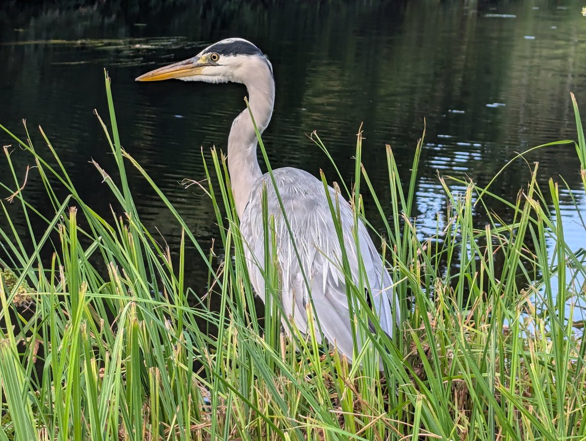 Met this big lad on my run this morning.