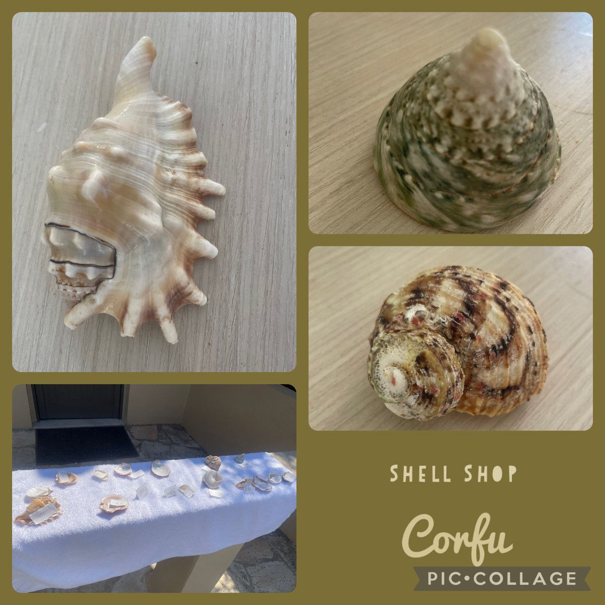 GreatwoodHead's tweet image. Our holiday neighbours (children around 4/5yrs) are having a shell sale outside of their bungalow. I wish I could have captured the pure joy in how excited they were to find some of their treasures had been replaced with € 🥰 happy days #purejoy #shellshop #happiness #Corfu