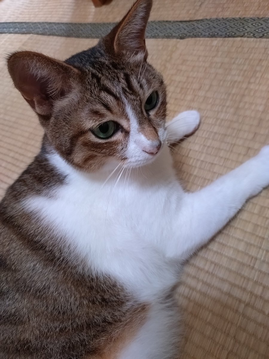 nekokitsuon's tweet photo. ずっとべったり(*´ω`*)
ダイエット中の茶太！
最近5.5kgになった！
まずは目指せ5kg！ https://t.co/SFPGlpIHHi